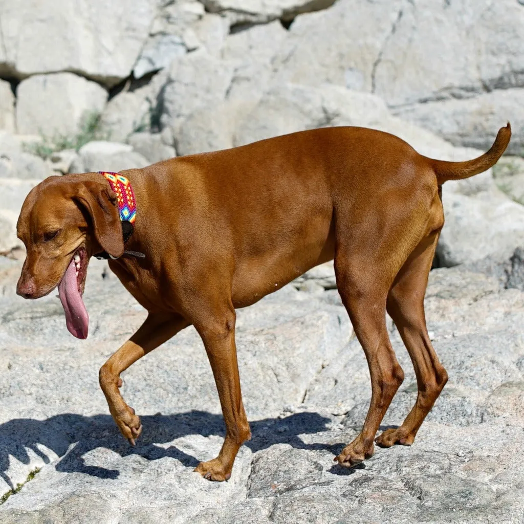 Coral - Embroidered Dog Collar With Leather