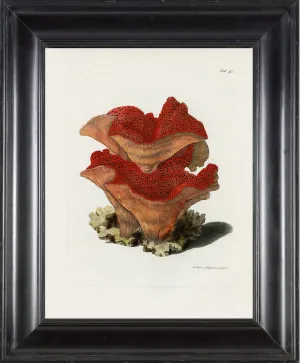 CORAL PRINT Ellis  Art Print 5 Beautiful Antique Sea Ocean Red Coral Nature to Frame Home Decoration Wall Hanging