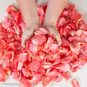 Coral Rose Petals