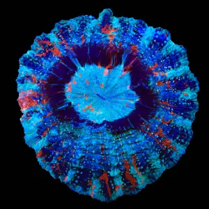 Rainbow Acanthophyllia Coral