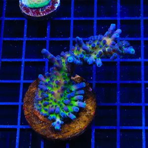 RR Aussie Gold Acropora Colony Coral