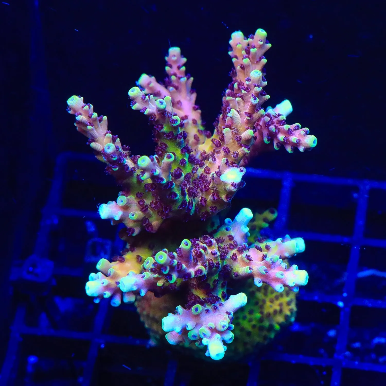 RRC Pink Cadillac Acropora Colony Coral