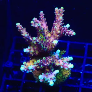 RRC Pink Cadillac Acropora Colony Coral