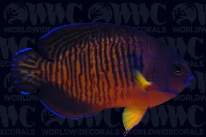 Tiger Tail Coral Beauty Pygmy Angelfish - Mauritius