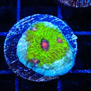 TSA Avatar Chalice Coral - BYR