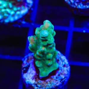 TSA Crash Acropora Coral