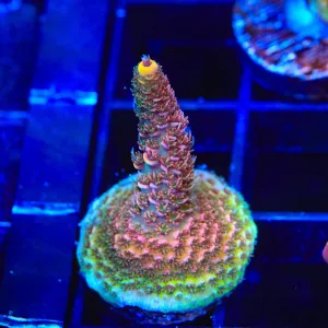 TSA Dragon Fire Millepora Acropora Coral