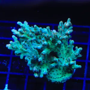 TSA Dream Snatcher Acropora Colony Coral