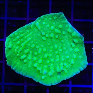 TSA Plutonium Palawanensis Montipora Colony Coral