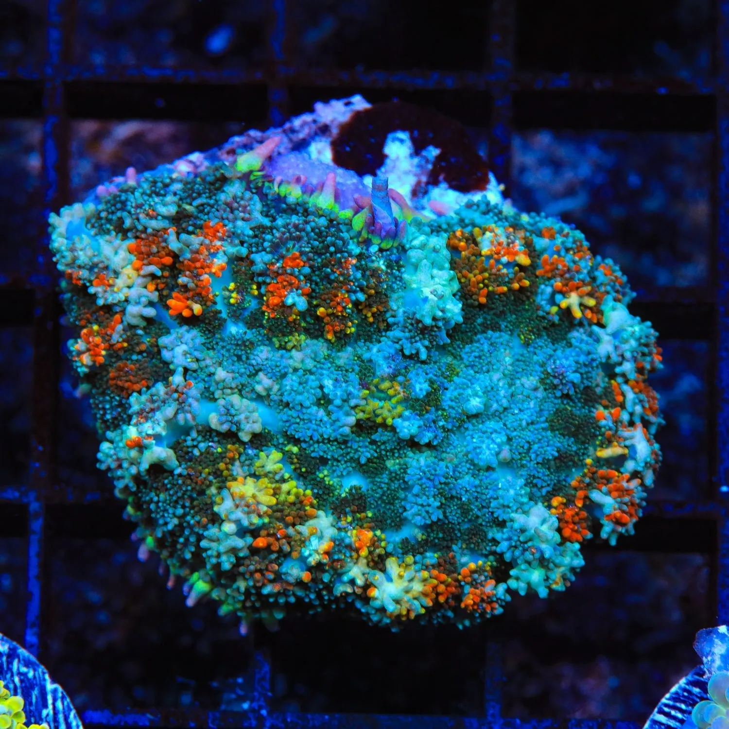 TSA Rain of Fire Mushroom Coral