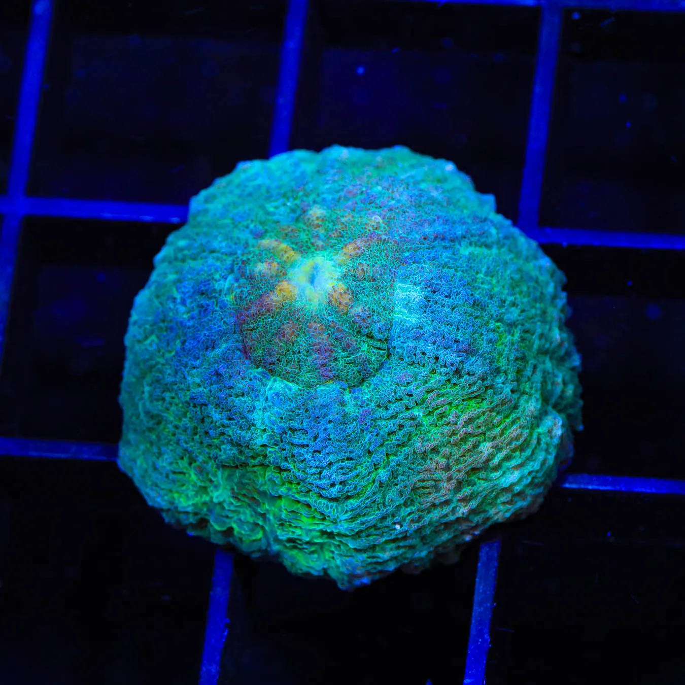 TSA Shiny Favia Coral