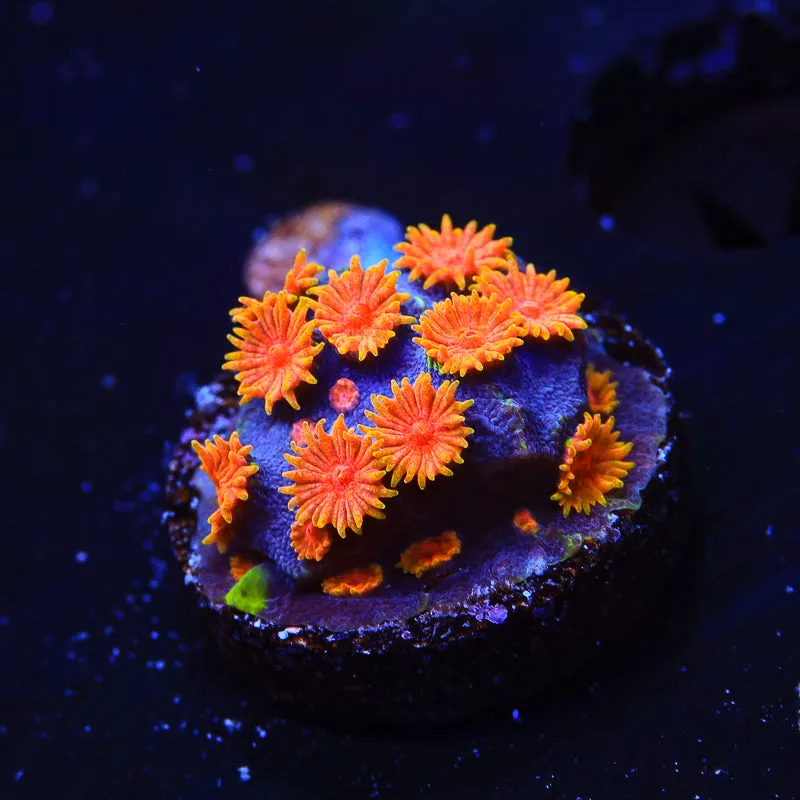 WWC Bizarro Cyphastrea Coral - BYR