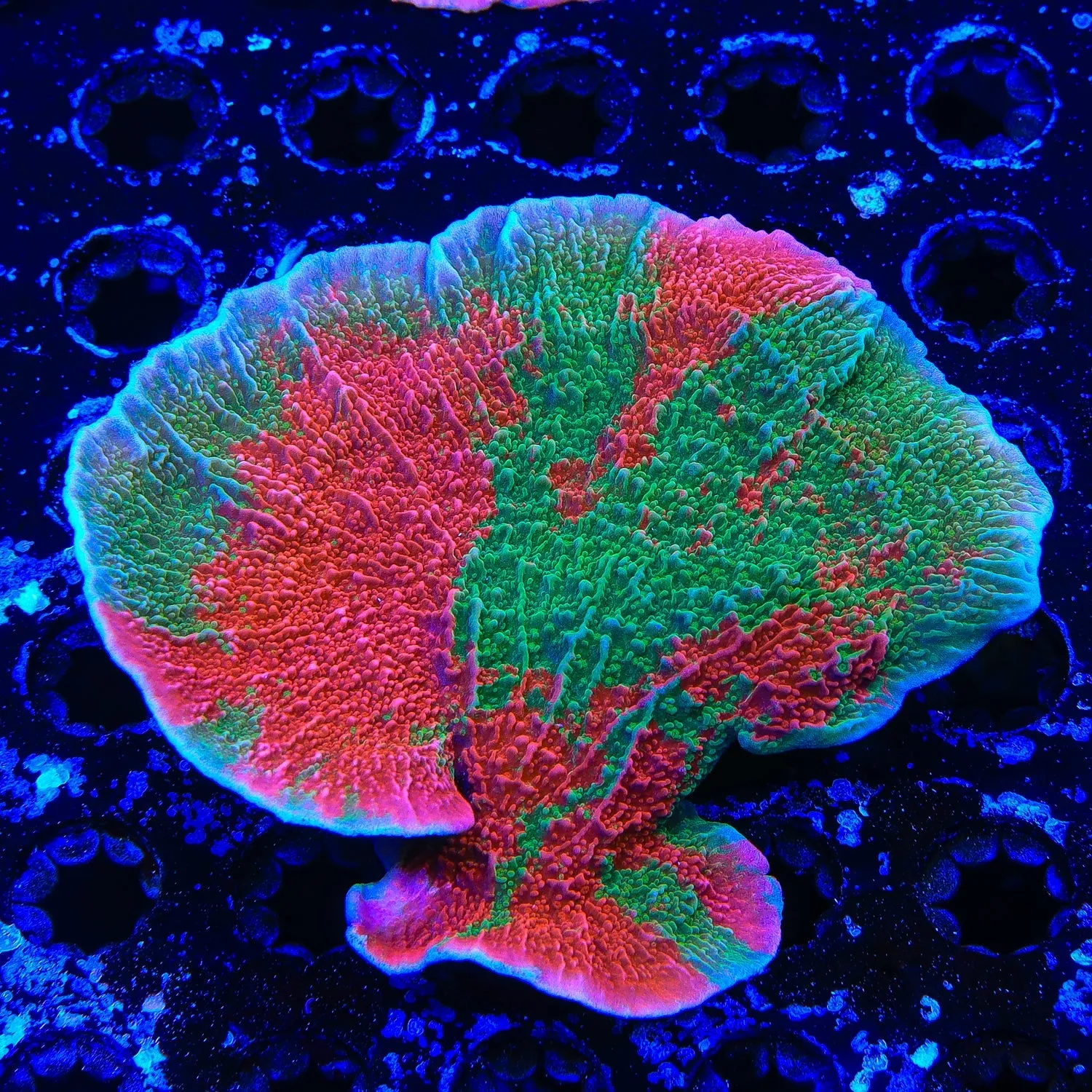 WWC Grafted Montipora Cap Colony Coral